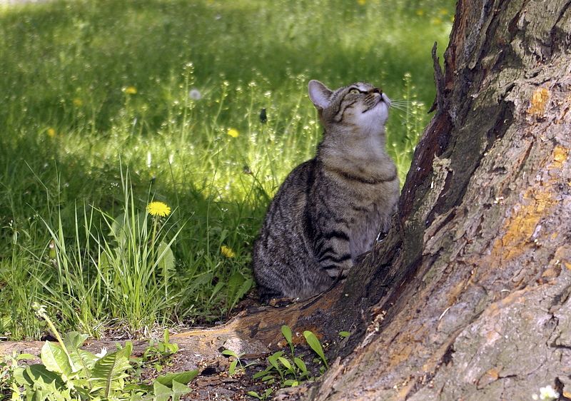 photo "***" tags: nature, pets/farm animals
