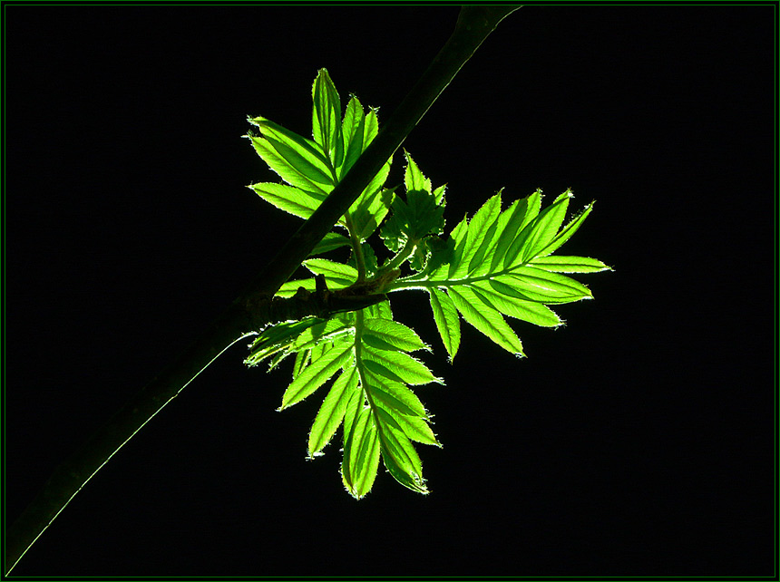 photo "the colour of the May night" tags: landscape, nature, flowers, night