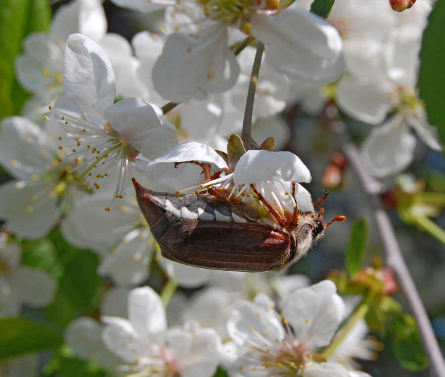 photo "***" tags: nature, macro and close-up, insect