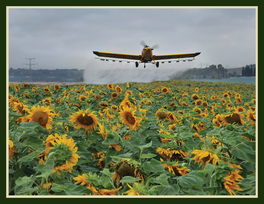 фото "Sunflowers" метки: пейзаж, разное, весна