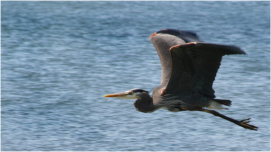 photo "Flight" tags: nature, travel, wild animals