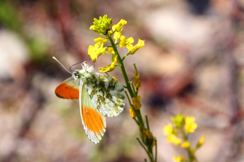 photo "***" tags: nature, insect