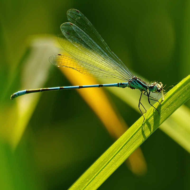 photo "***" tags: macro and close-up, nature, insect