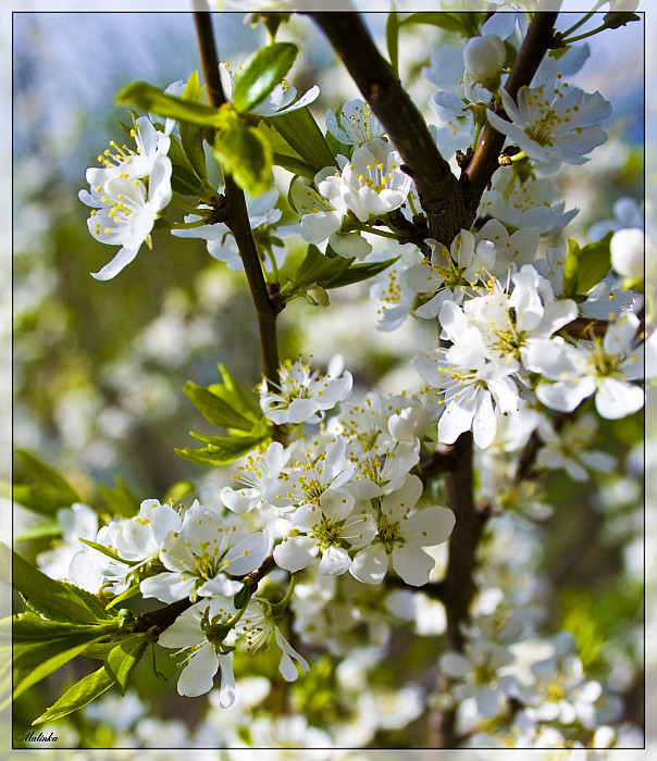 photo "***" tags: nature, flowers