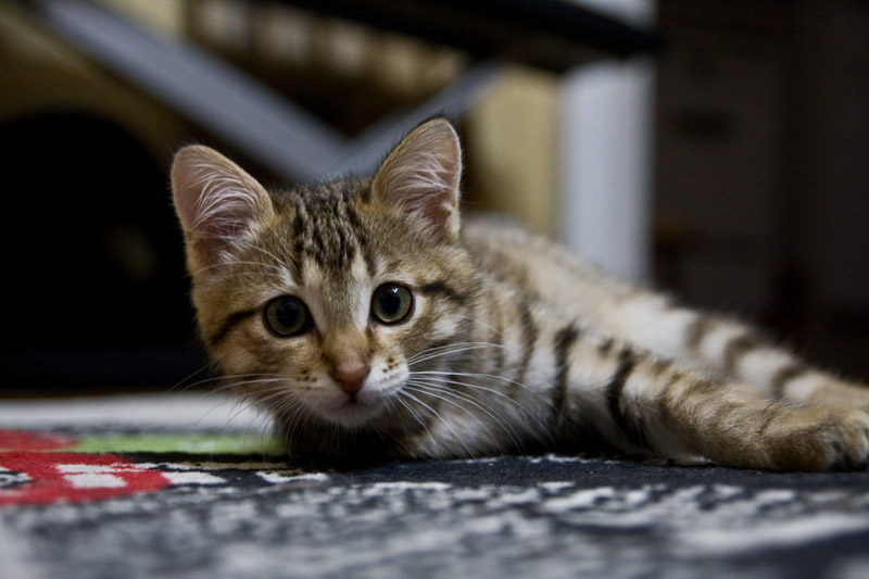 photo "***" tags: nature, pets/farm animals
