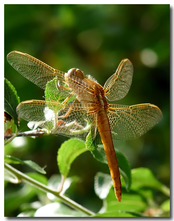 photo "***" tags: nature, insect