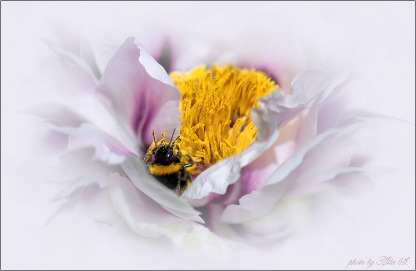 photo "***" tags: nature, insect