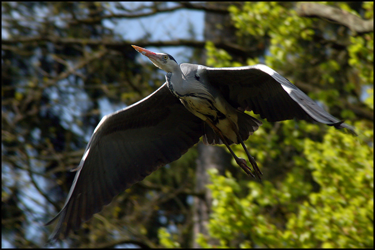 photo "Gray Heron in flight" tags: nature, wild animals