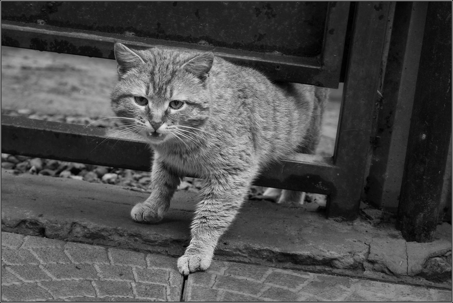 photo "Watch cat." tags: genre, black&white, 