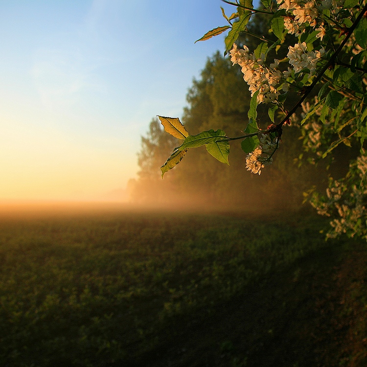 photo "***" tags: landscape, spring, sunset