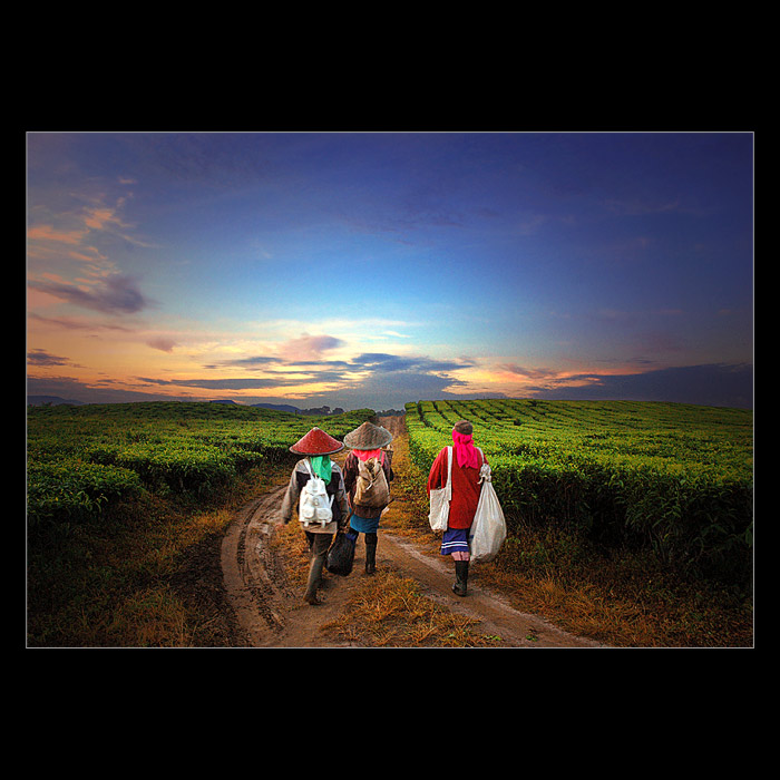 photo "Tea farmer" tags: landscape, sunset