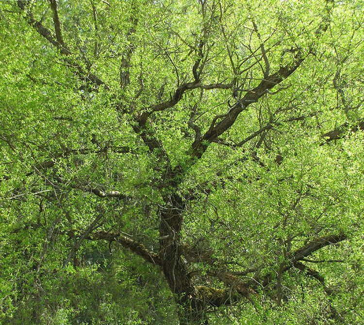 photo "Laokown" tags: nature, landscape, flowers, forest