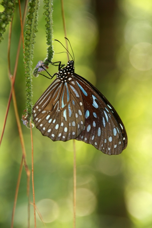photo "***" tags: travel, nature, Asia, insect