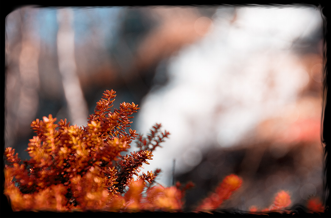 photo "Autumn motives of The Murmansk spring" tags: landscape, forest, spring