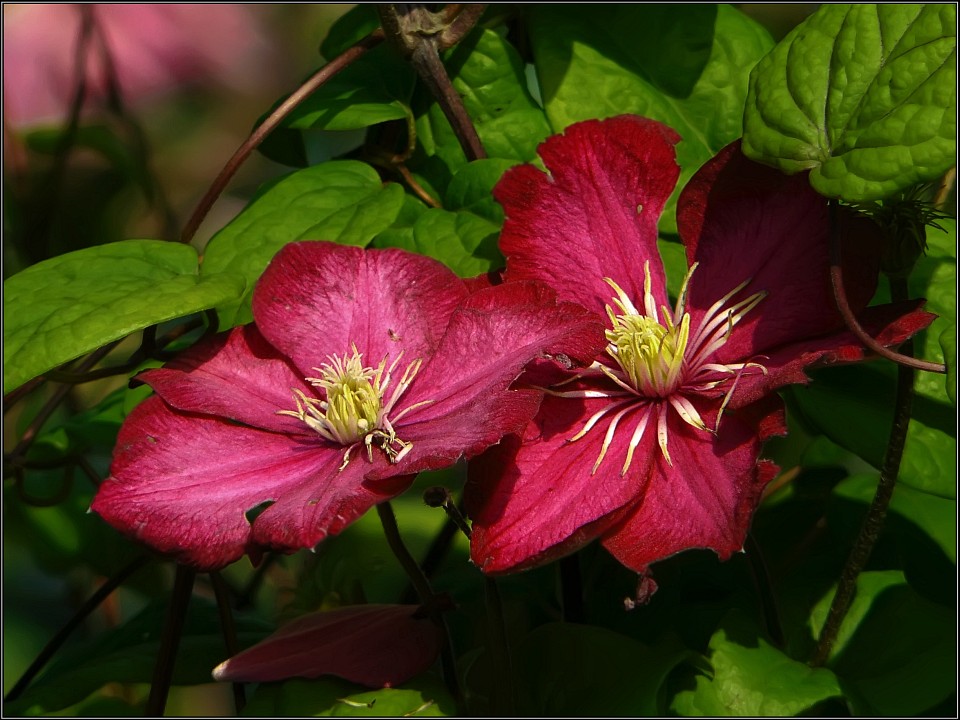 photo "Two" tags: macro and close-up, nature, flowers