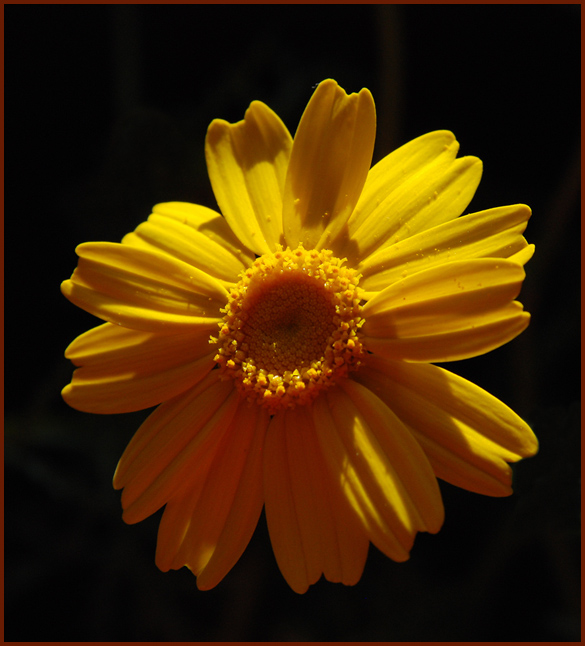 photo "Sunny Crown." tags: nature, macro and close-up, flowers