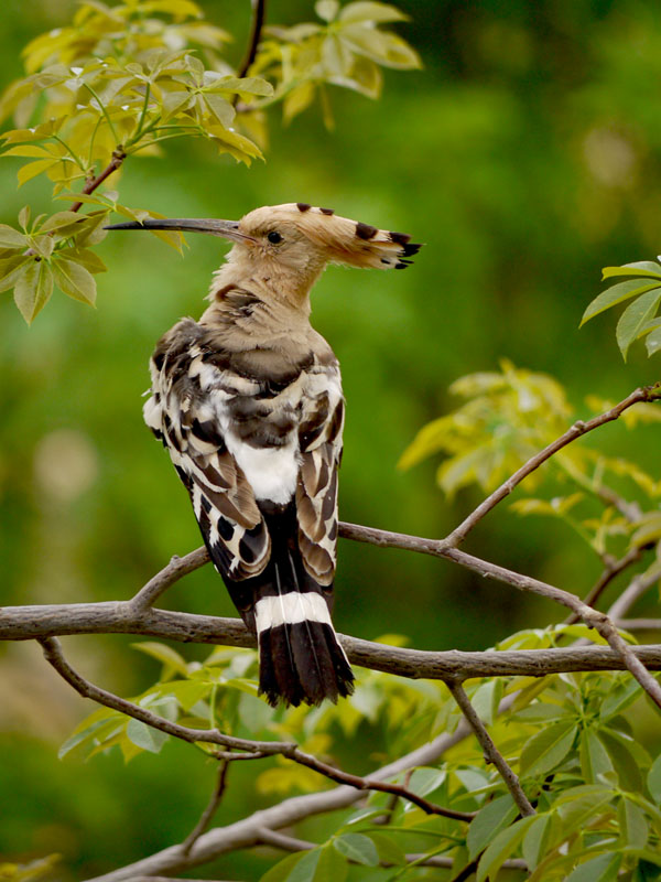 photo "Hoopoe" tags: nature, wild animals