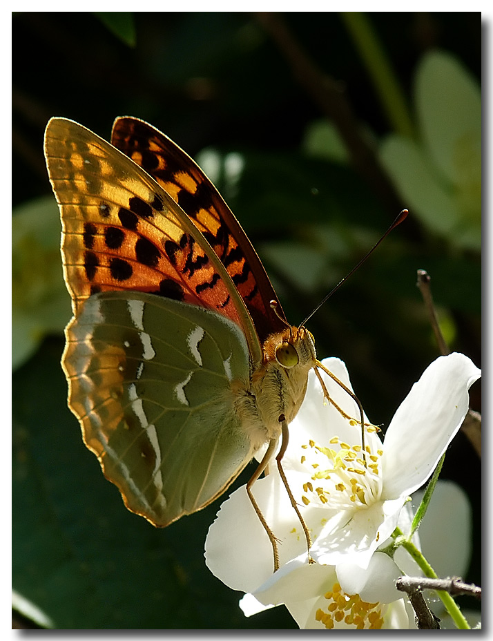 фото "Argynnis pandora" метки: природа, насекомое