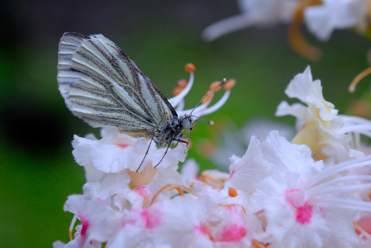 фото "Бабочка" метки: природа, насекомое