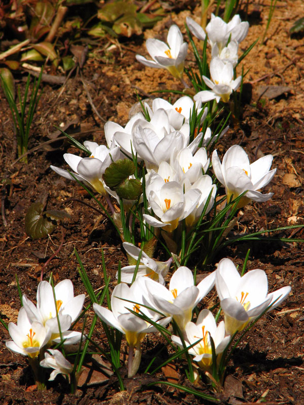 photo "***" tags: nature, flowers