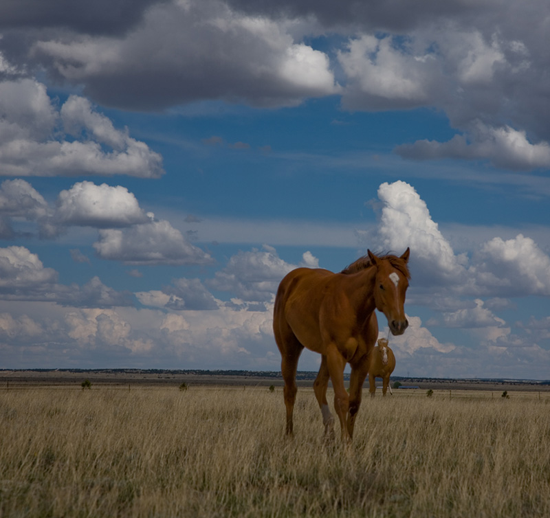 photo "***" tags: landscape, nature, pets/farm animals