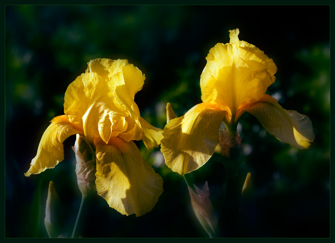 photo "***" tags: nature, flowers