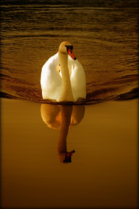 photo "***" tags: nature, wild animals
