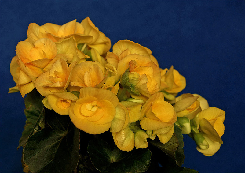 photo "Begonia" tags: nature, flowers