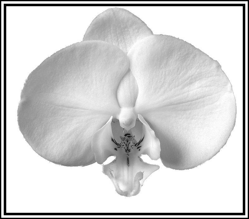 photo "Phalaenopsis. White Wedding." tags: nature, flowers