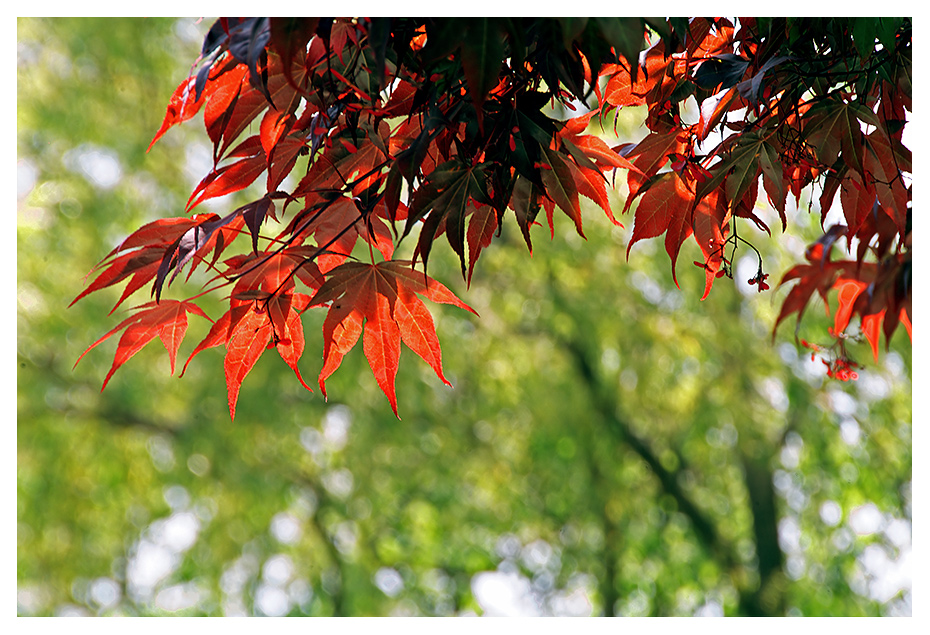 photo "Japanese Maple" tags: nature, flowers