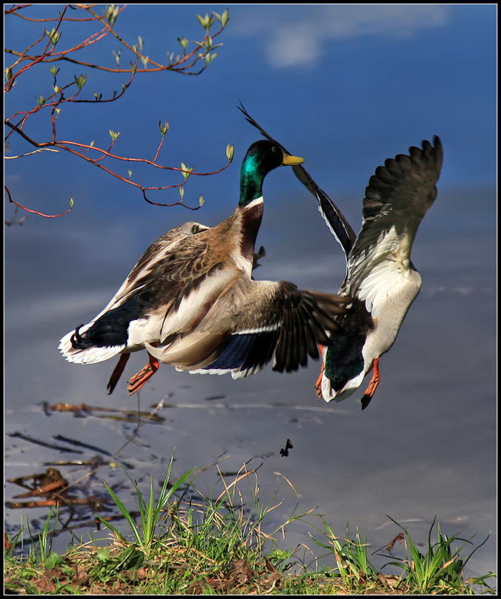 photo "Fly there" tags: nature, landscape, spring, wild animals