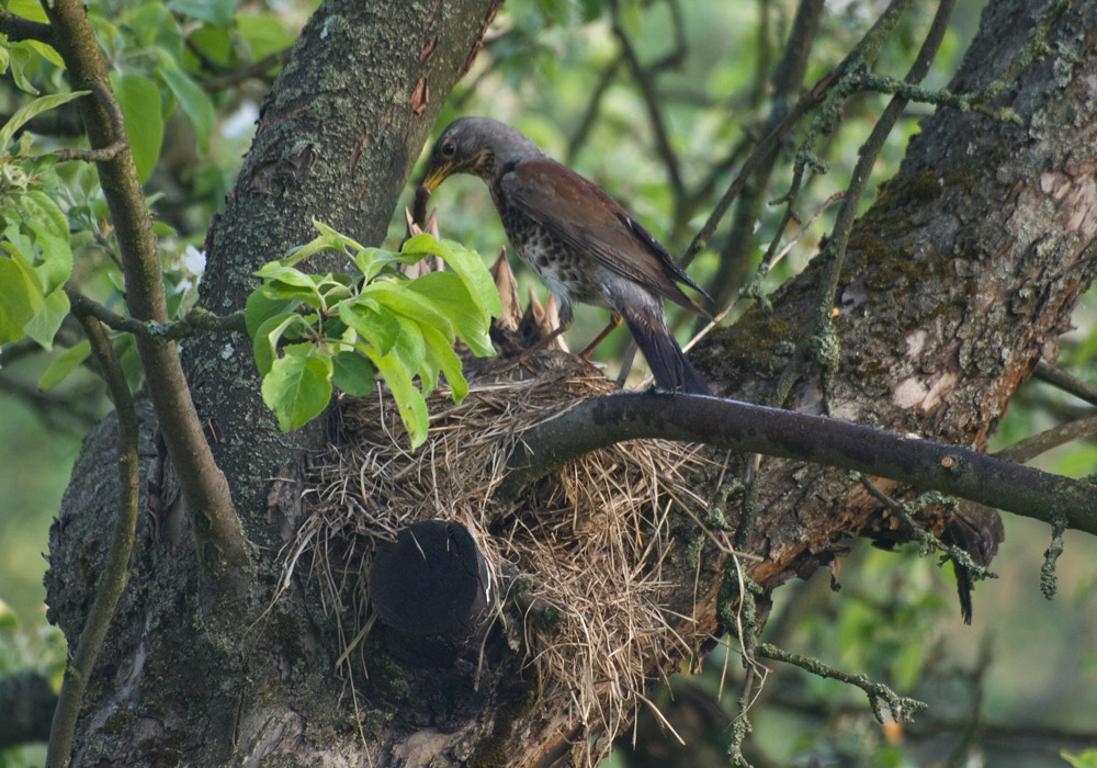 photo "***" tags: nature, wild animals