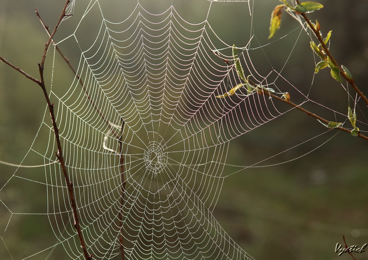 фото "web" метки: макро и крупный план, природа, насекомое