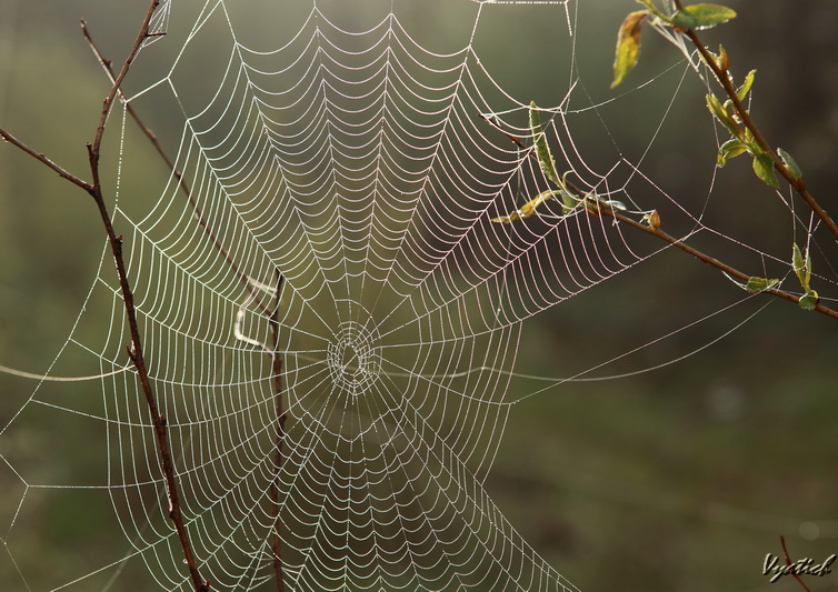 photo "***" tags: macro and close-up, nature, insect