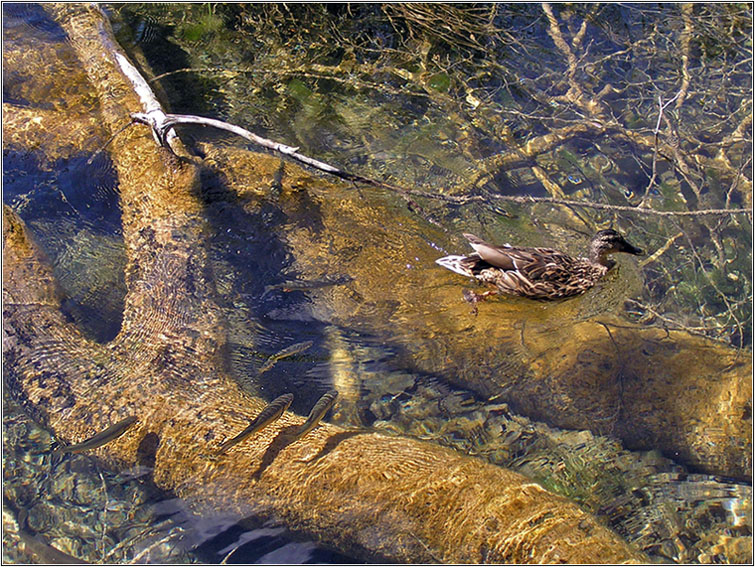 photo "Other world." tags: landscape, water