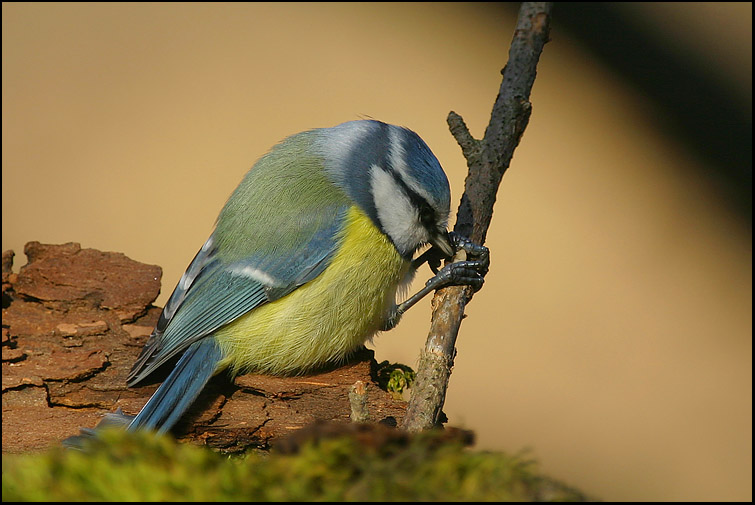 photo "Feeding time" tags: nature, wild animals