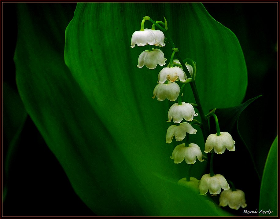 photo "small but fine" tags: nature, macro and close-up, flowers