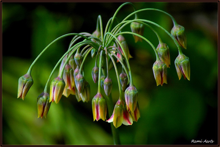 photo "nice flower" tags: nature, macro and close-up, flowers