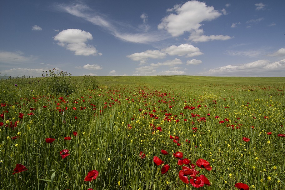 photo "The Field" tags: landscape, spring