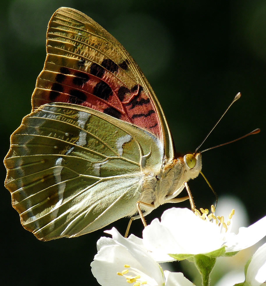 photo "***" tags: macro and close-up, 