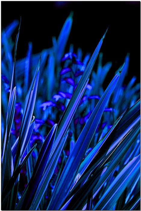 photo "Indigo" tags: nature, montage, flowers