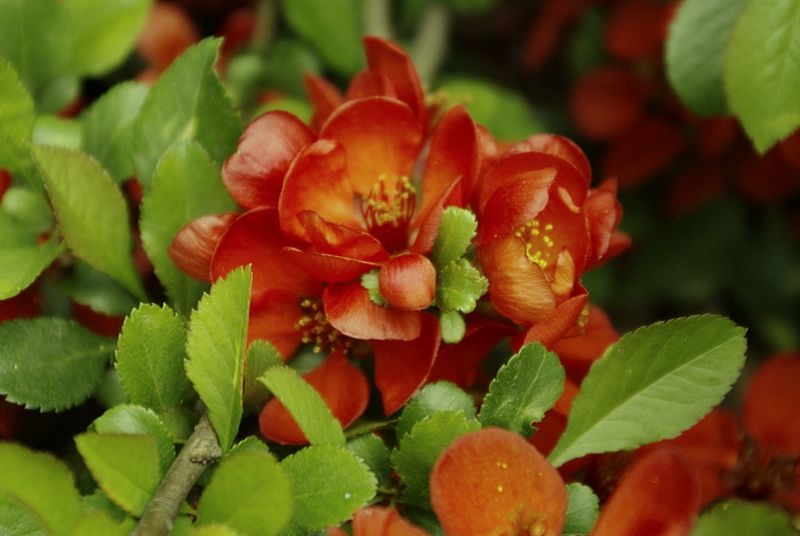 photo "***" tags: macro and close-up, nature, flowers