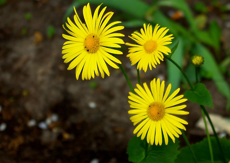 photo "***" tags: nature, macro and close-up, flowers