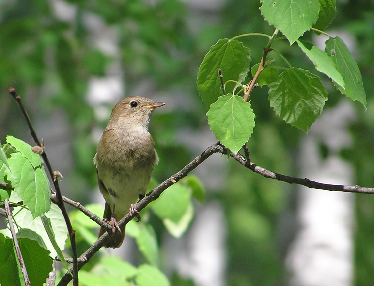 photo "Nightingale" tags: nature, wild animals