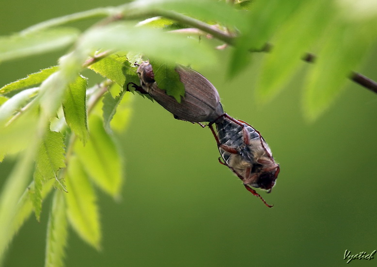 photo "***" tags: macro and close-up, nature, insect