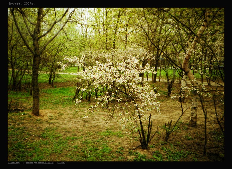 photo "***" tags: landscape, nature, flowers, forest