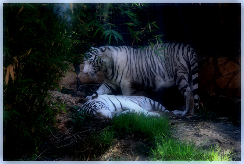 photo "***" tags: nature, wild animals