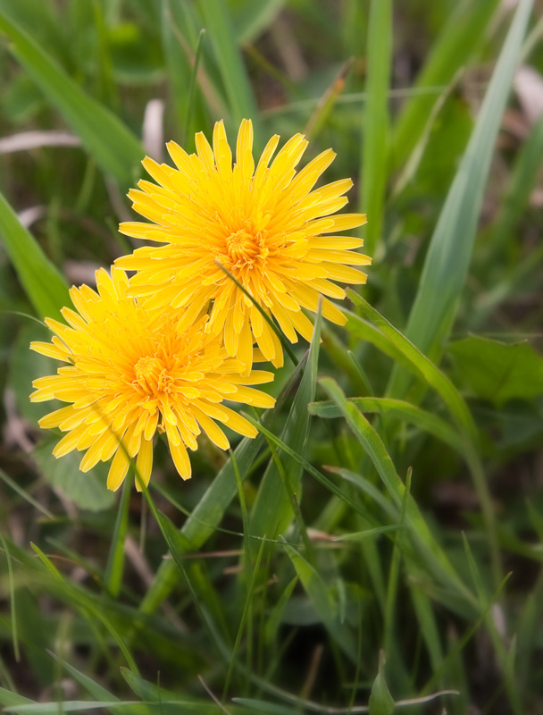 photo "***" tags: nature, flowers