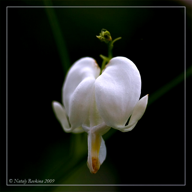 photo "***" tags: nature, macro and close-up, flowers