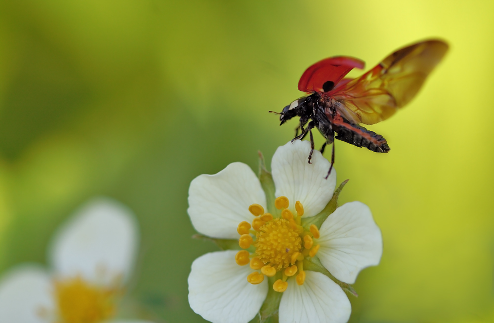 photo "***" tags: macro and close-up, nature, insect